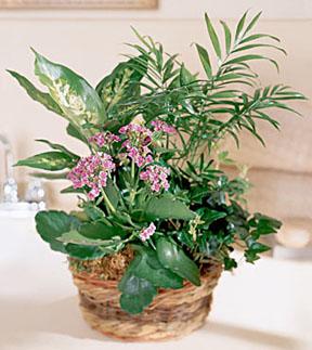 The FTD? French Garden