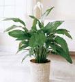 The FTD� Spathiphyllum